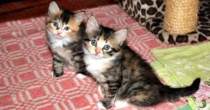 Comportamento dos gatos