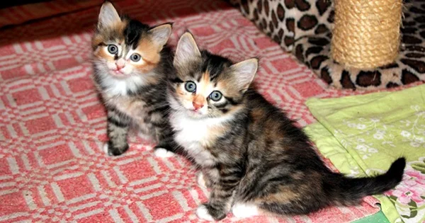 Comportamento dos gatos