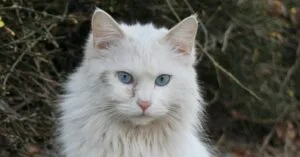 Gato da raça angorá