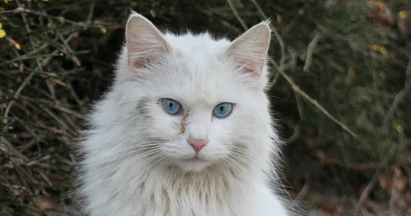 Gato da raça angorá