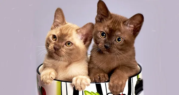 principais raças de gatos domésticos