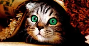 Curiosidades dos gatos