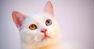 curiosidades sobre o gato angorá